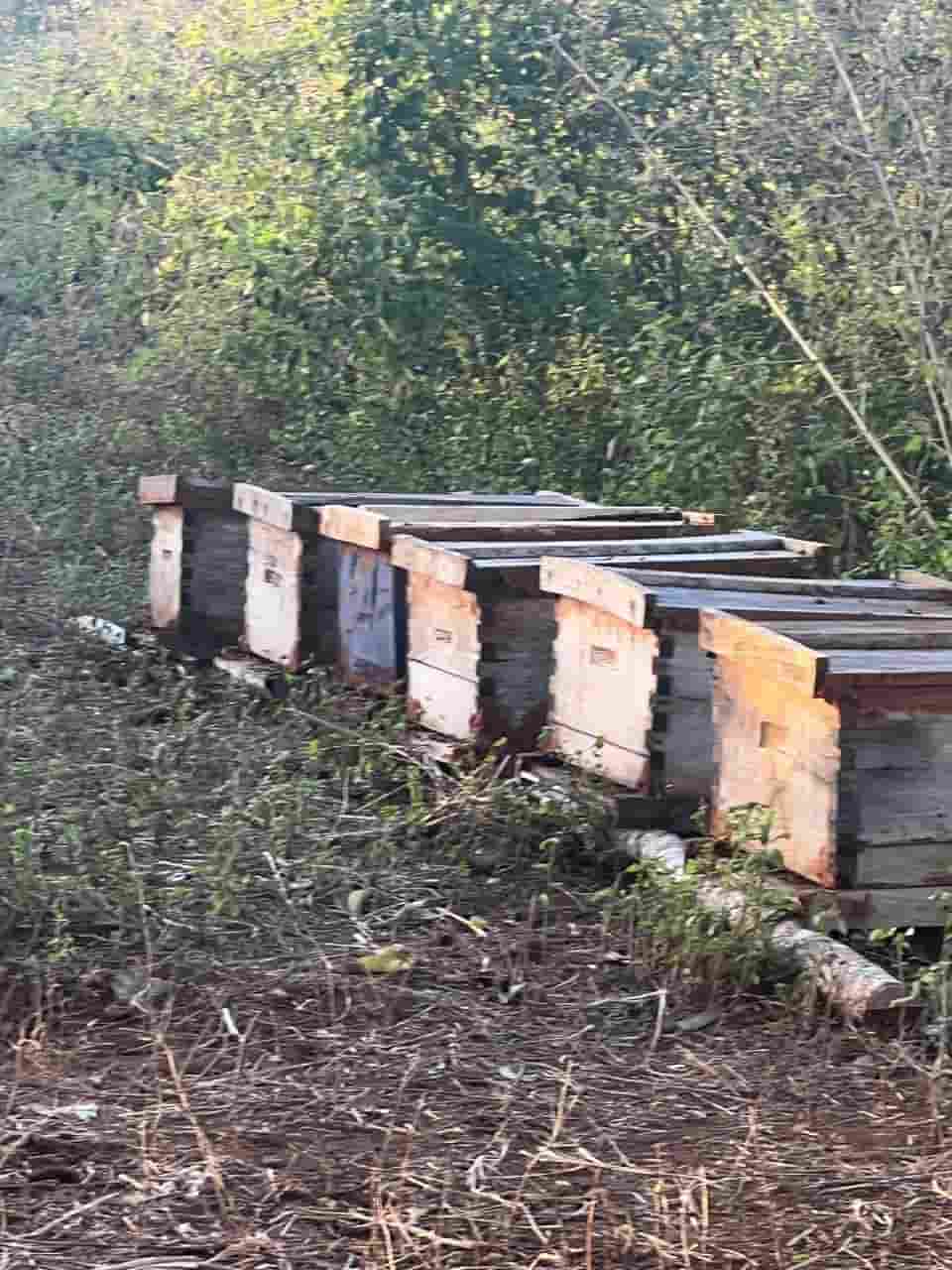 Colmenas de abejas