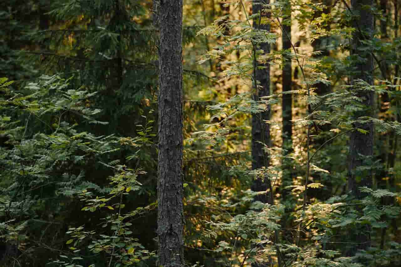 Reforestación directa